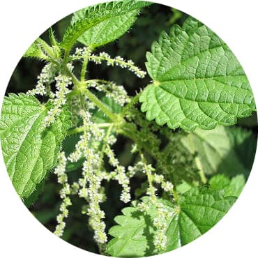 Кропива (Urtica Dioica)